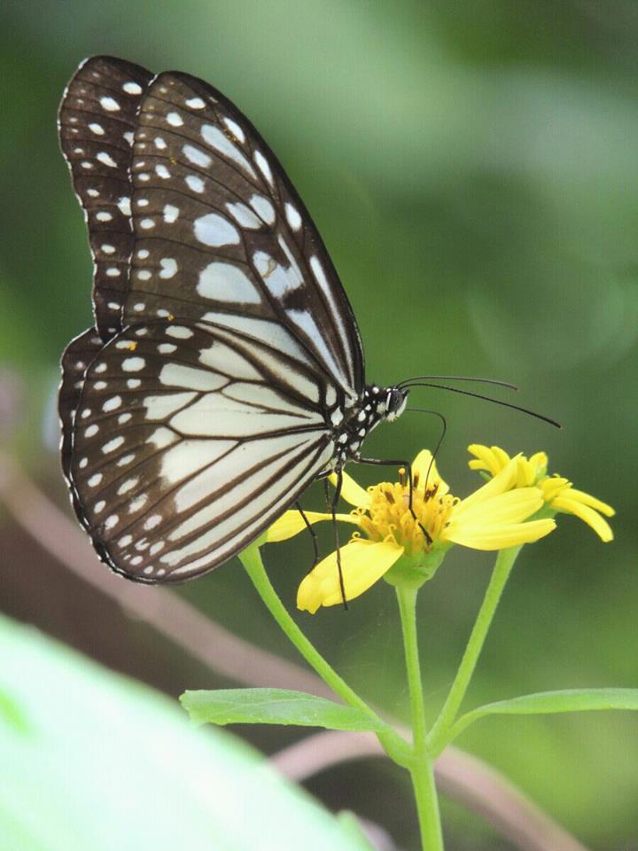 The wood Nymph/grey glassy tiger