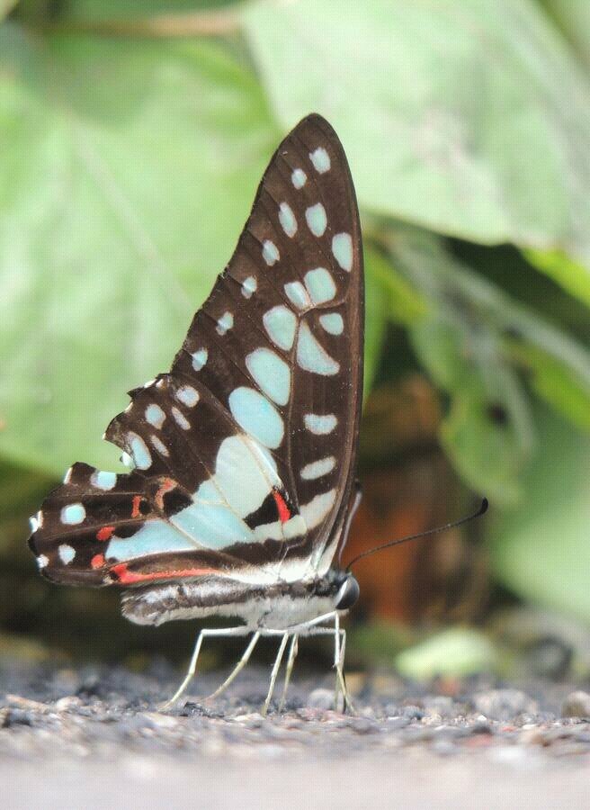 Common jay