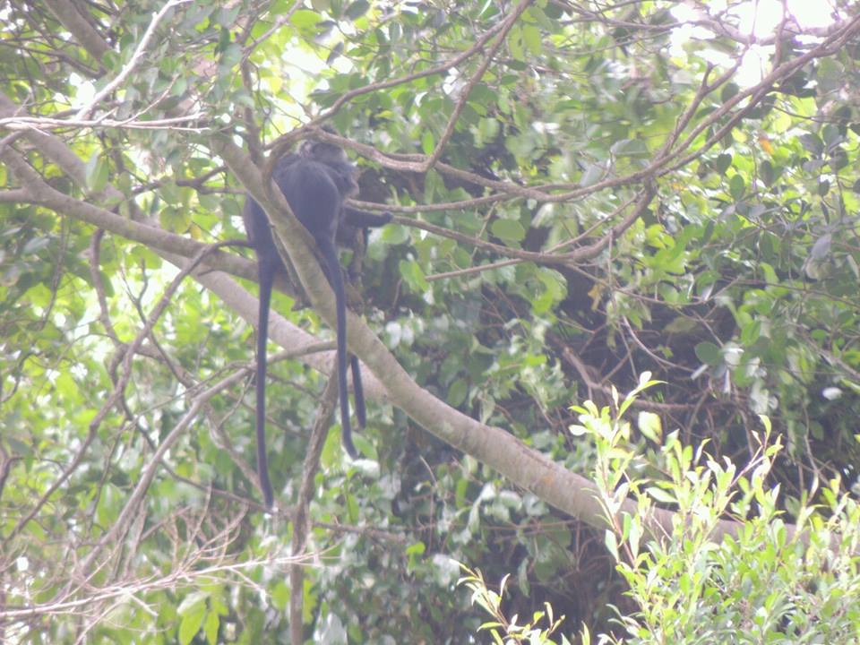 Trachypithecus auratus/lutung jawa