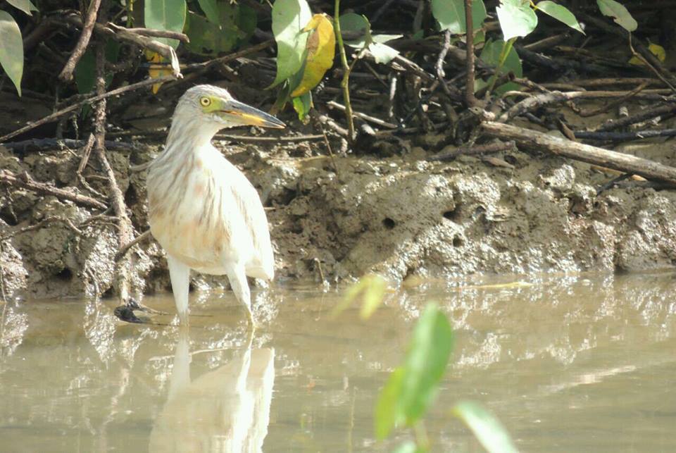 Ardeola speciosa alias blekok sawah