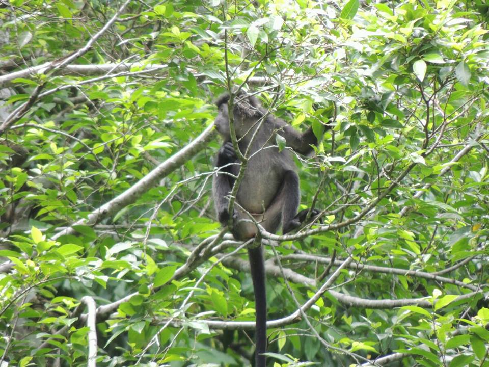 Lutung budeng