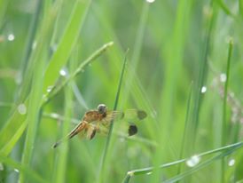 Neurothemis tullia (Female)