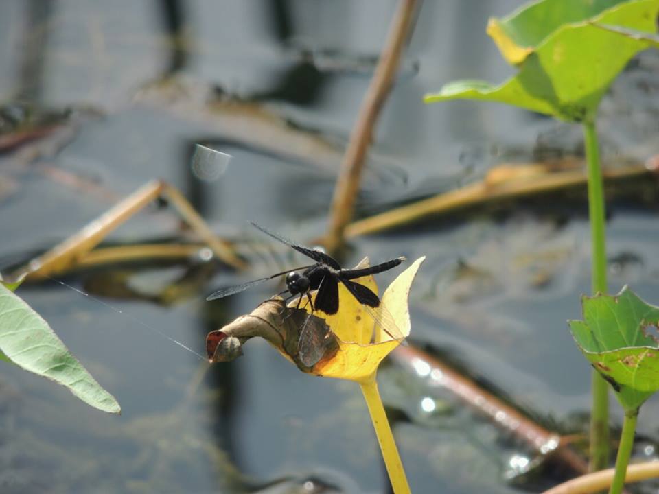 Neurothemis tullia (male)