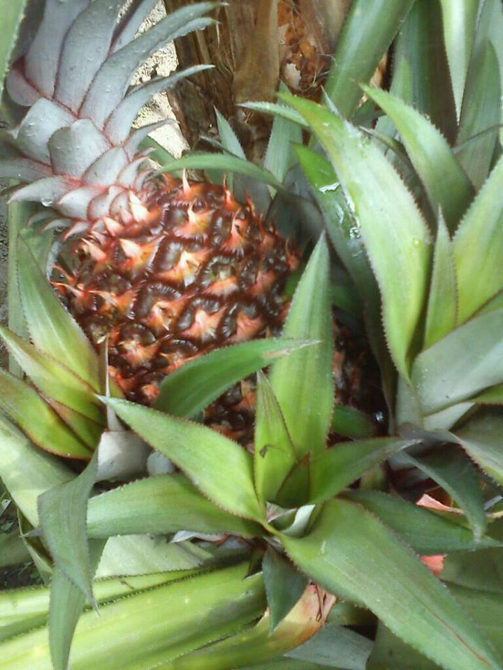 Nanas (Ananas comosus)