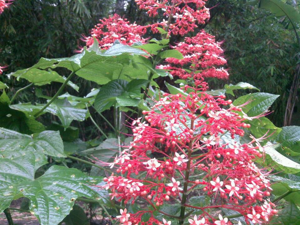 Clerodendrum paniculatum