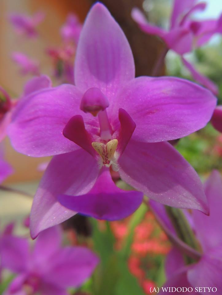 Spatoglotis plicata
