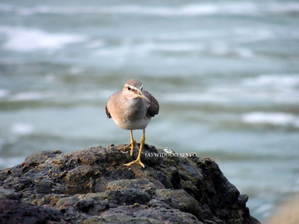 Grey-tailed Tattler