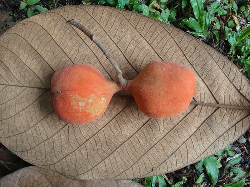 Jalantong