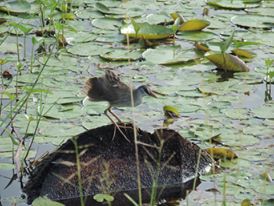 White-browed Crake
