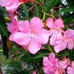 Bunga Jepun (Oleander)