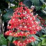 Bunga Pagoda (Clerodendrum)