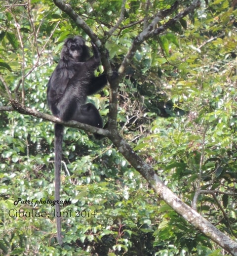 Lutung budeng, javan langur