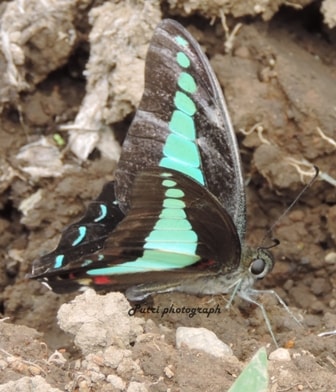 common blue bottle