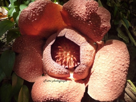 Bunga bangkai