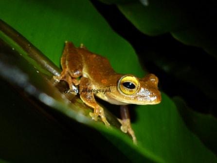 Katak pohon
