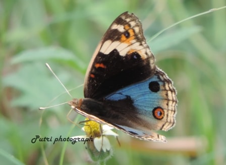 Blue pansy yang menawan