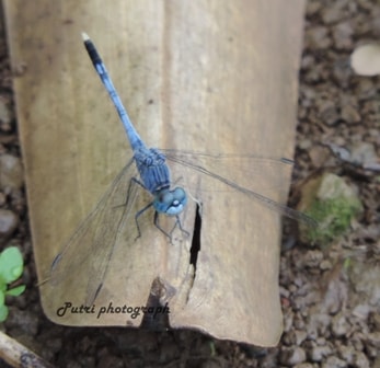 Diplacodes trivialis- capung biru menawan