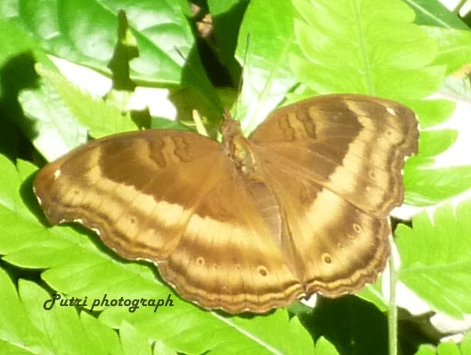Chocolate pansy – Junonia iphita