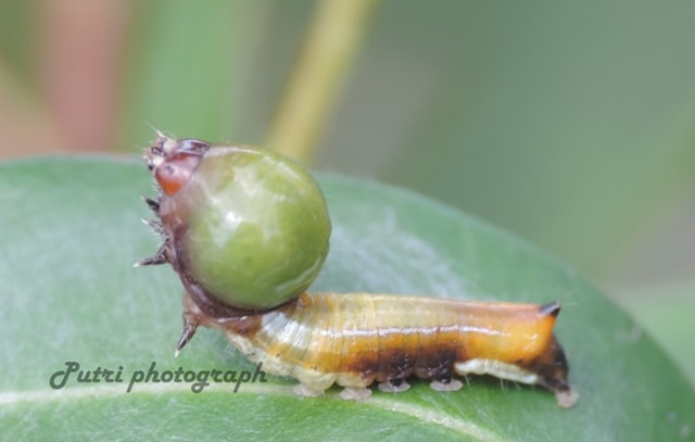 Nolid moth caterpy, like pentul korek