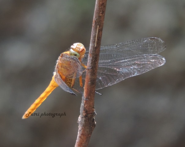 Globe skimmer, globe wanderer, wandering glider
