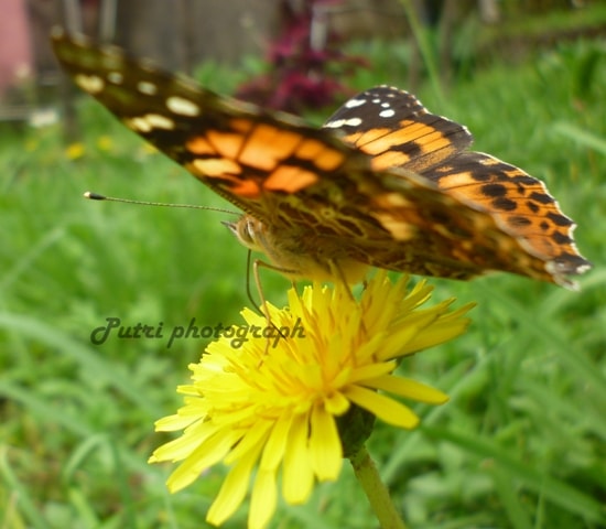 Painted lady