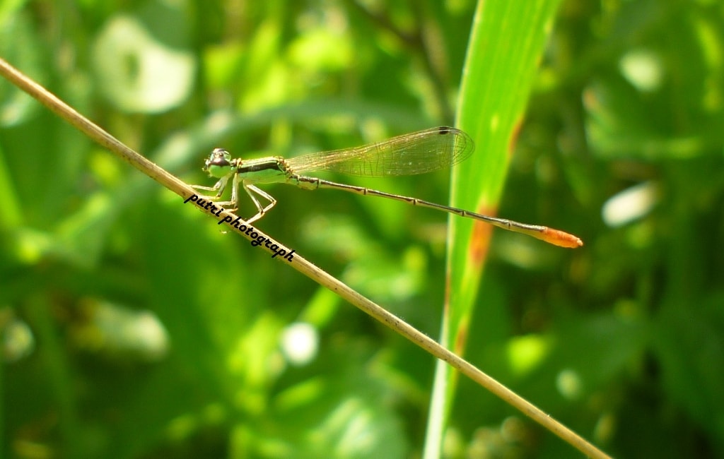 Capung jarum sawah – male Agriocnemis femina