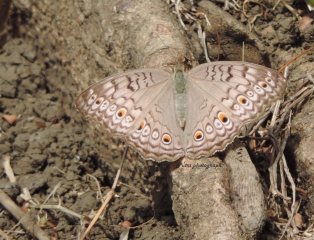 grey pansy