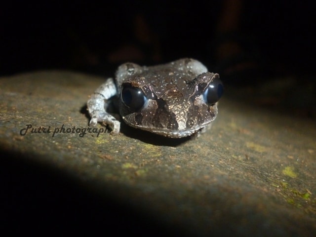 Time to walk.. Leptobrachium hasseltii