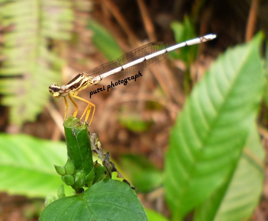 female Copera marginipes