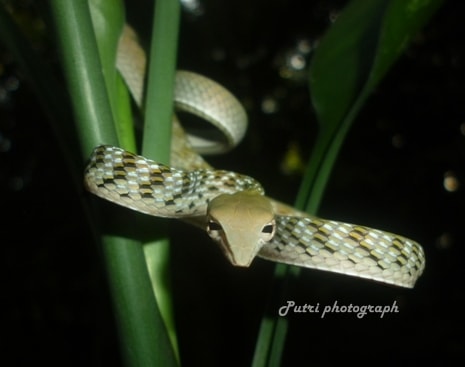 Ular gadung/ Ular pucuk/ Oriental whipe-snake