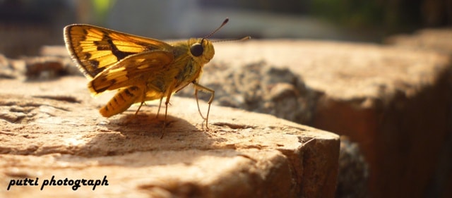 orange skipper