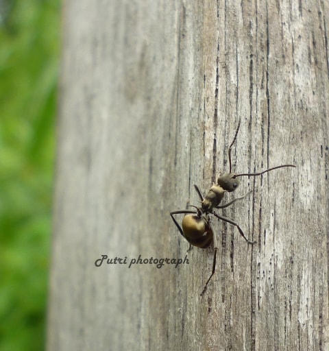 Black ant