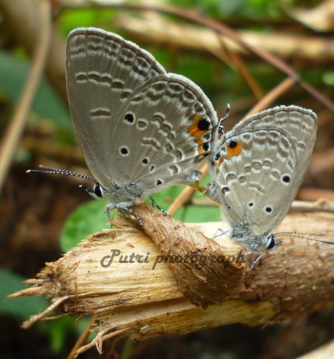 The plains cupid, kupu kupu kecil