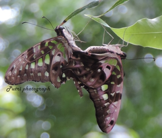 Tailed jay, salah satu kupu glodokan tiang/sirsak