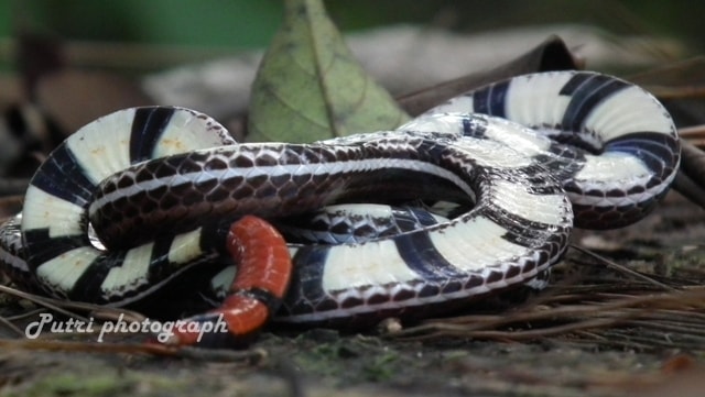 Ular cabe