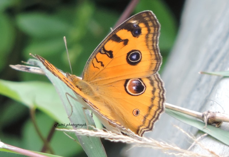 Peacock pansy