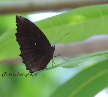 The common palmfly