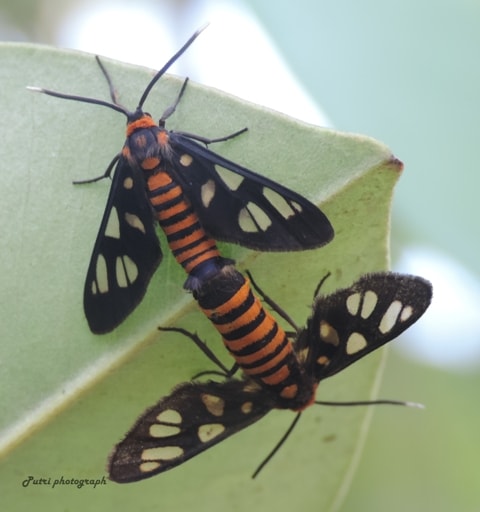 tiger moth