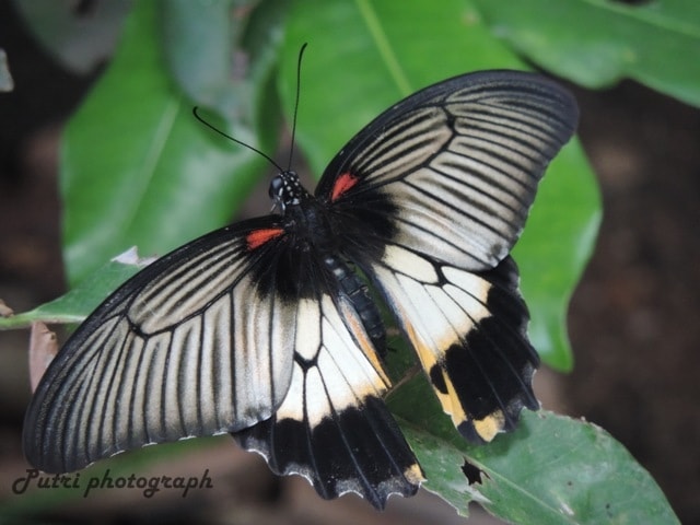 Female-Papilio memnon