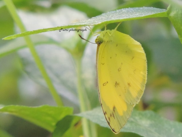 kupu-kupu kuning, common grass yellow