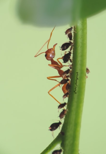 semut rang rang , weaver ants