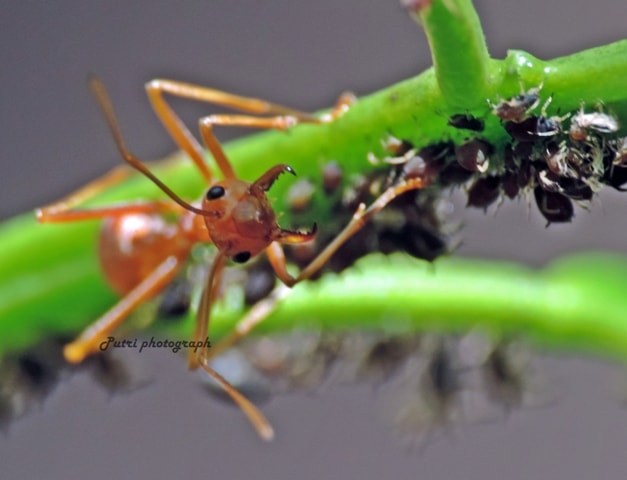 Oecophylla smaragdina-weaver ants