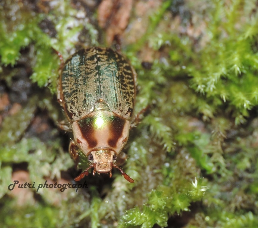 Anoplognathus sp.