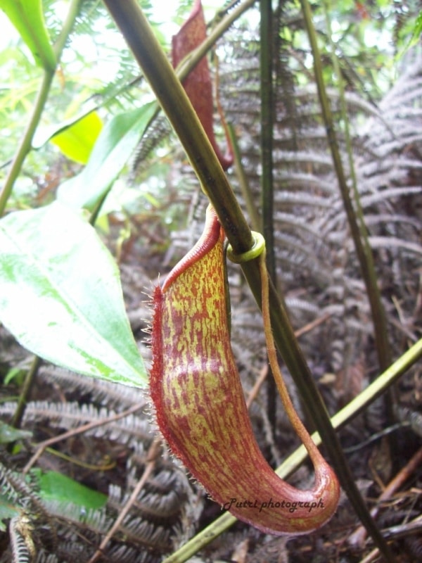 Kantung semar