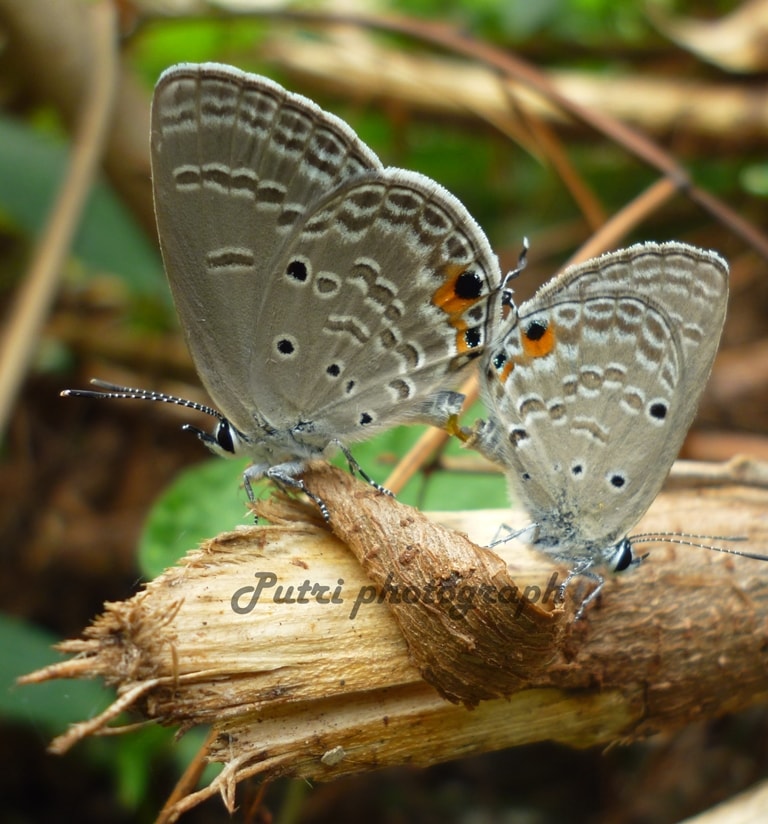 Mating couple the plains cupid- Chilades pandava