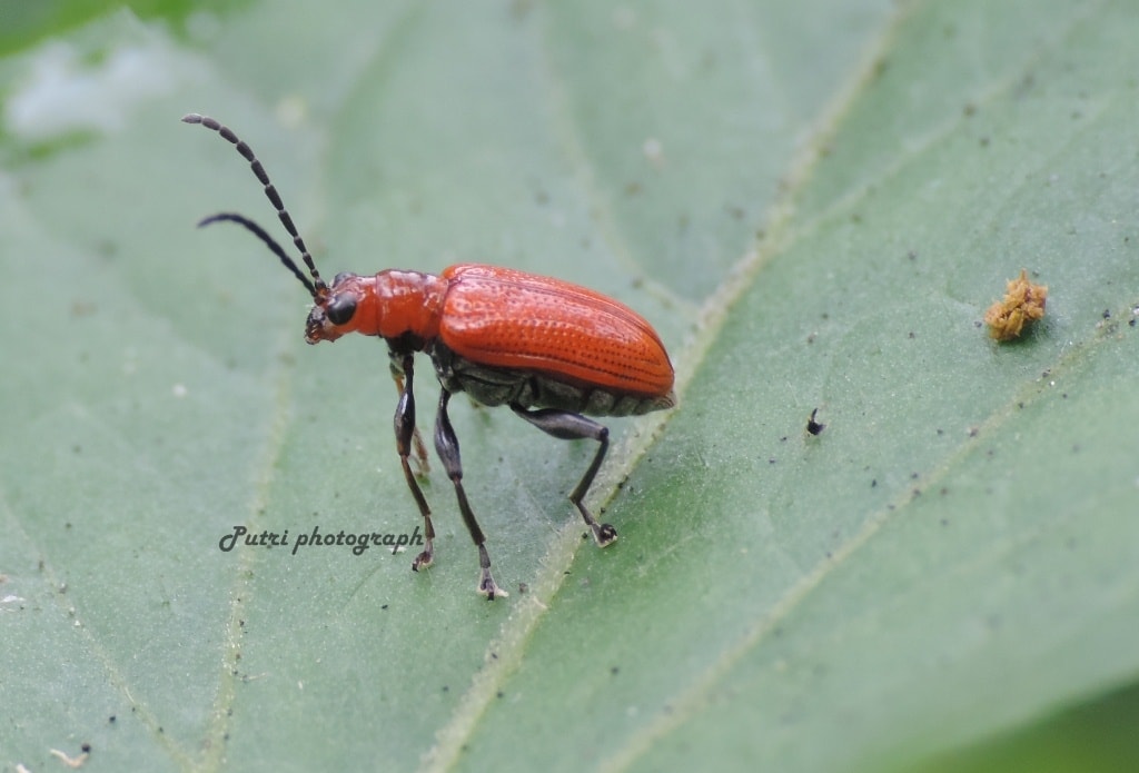 lily beetle