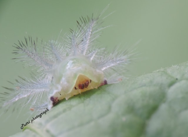 Limacodidae – moth caterpillar