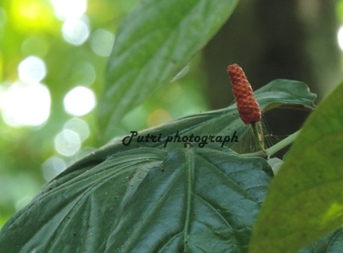 Cabe Jawa