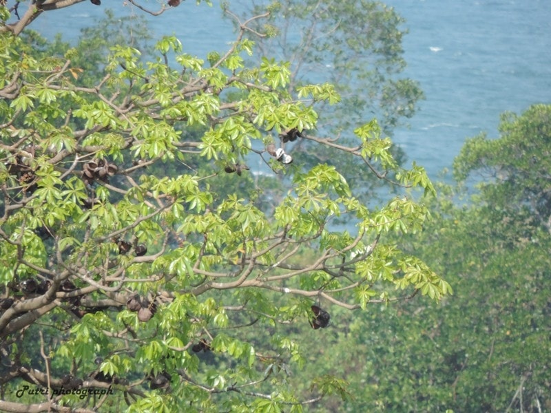 Kepu