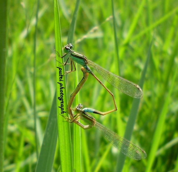 Couple of Agriocnemis femina